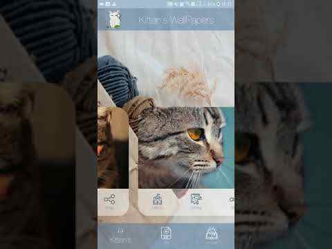 Fotos Fofas de Gatinhos para Papel de Parede screenshot 2