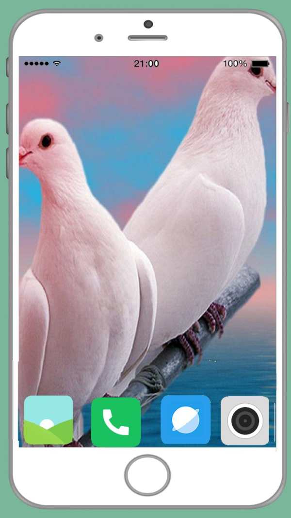 Pigeon Full HD Wallpaper screenshot 5