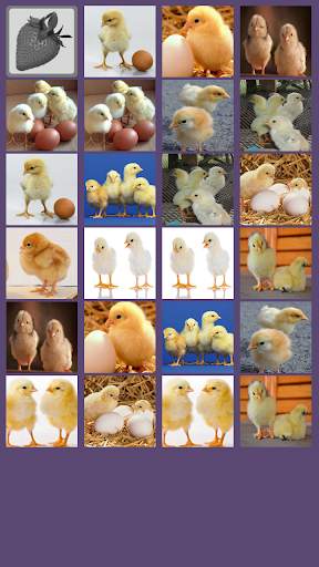 Chick Memory Game screenshot 3