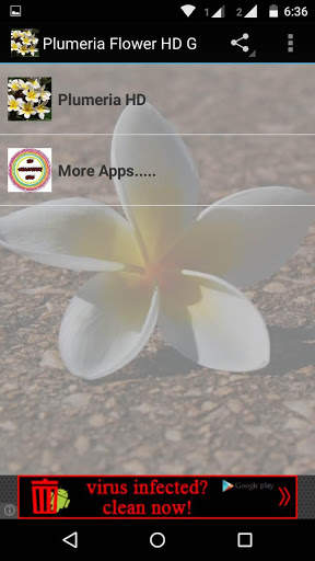 Plumeria Flower HD Wallpaper screenshot 1