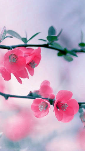 3D Flower Wallpaper screenshot 16
