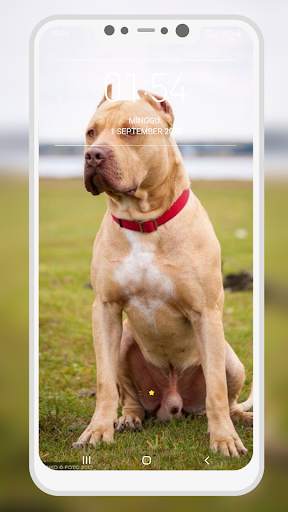 Pitbull Wallpaper screenshot 10