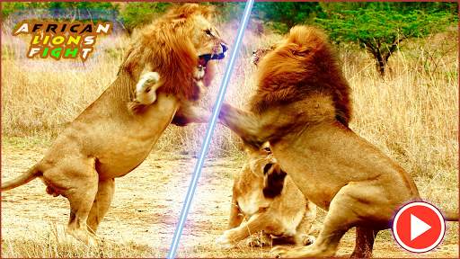 Pk African Lions Fight screenshot 1