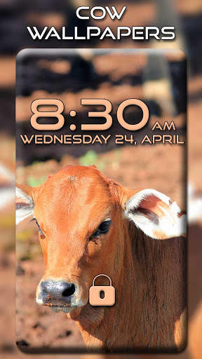 Cow Wallpapers screenshot 5