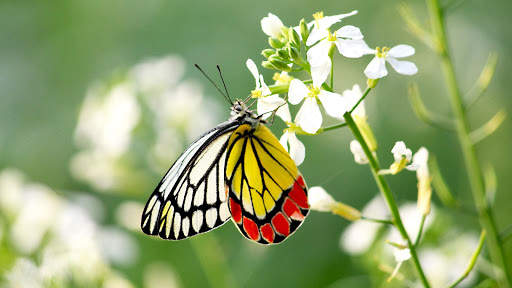 Butterfly Wallpapers HD & 4k Backgrounds screenshot 10