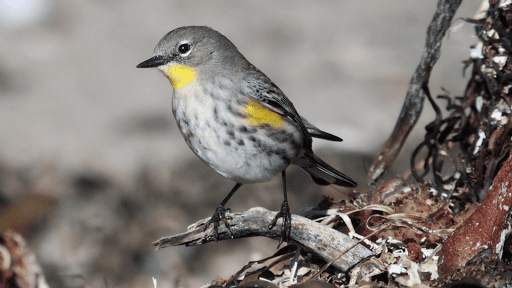Warbler Bird Sounds screenshot 7