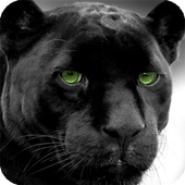 Panther Live Wallpaper icon