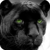 Panther Live Wallpaper 1.0