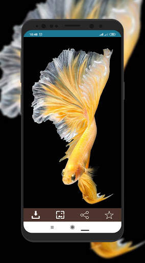 Wallpaper Ikan Cupang screenshot 3