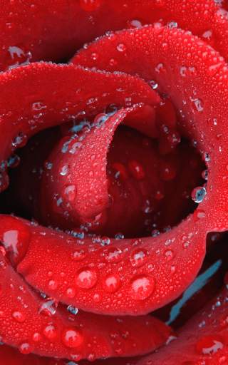 Rose Wallpaper HD screenshot 8
