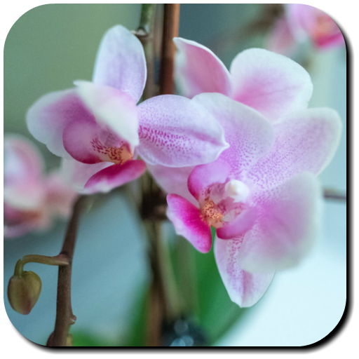 Orchid Wallpapers icon
