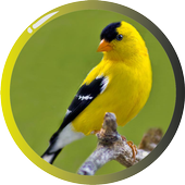 American Goldfinch иконка