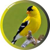 American Goldfinch 1.0