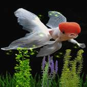 White Fish Bubble LWP 2