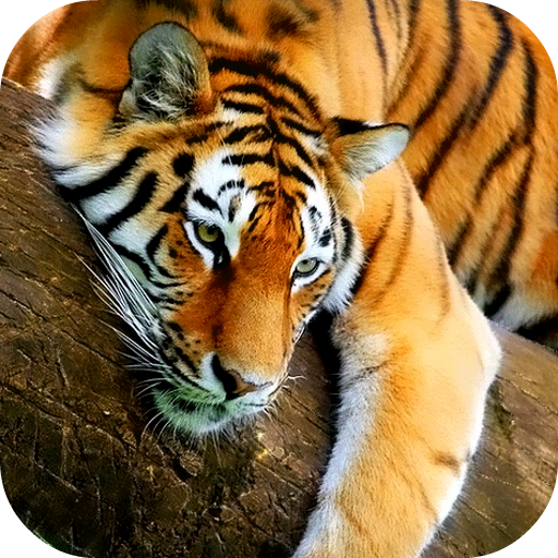 Tiger 3D Live Wallpaper icon