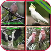 Birds Sound Animal आइकन