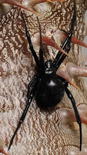 Spider Wallpapers HD & 4k Backgrounds screenshot 2
