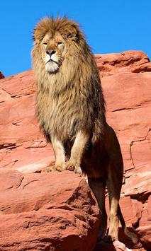Lion screenshot 3