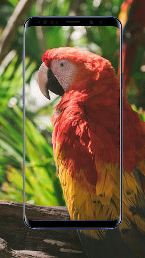 Parrot Wallpaper 8 تصوير الشاشة
