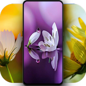 4K Flowers Wallpapers - Auto Wallpaper Changer icon