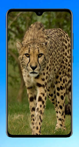 Cheetah Wallpaper 4K screenshot 7