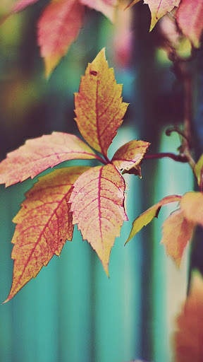 Leaf Full HD Wallpaper screenshot 2