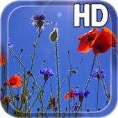 Poppies flowers LWP 1.0