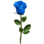 Roses Stickers