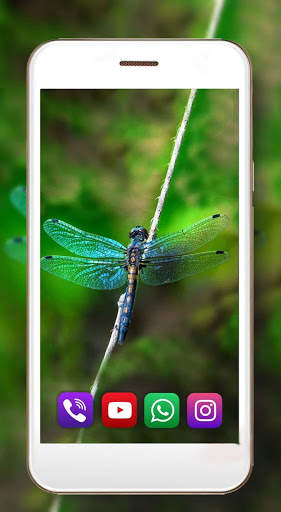 Dragonfly Live Wallpaper screenshot 4