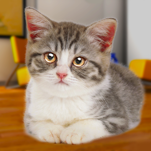 Bercakap Kucing Lucu icon