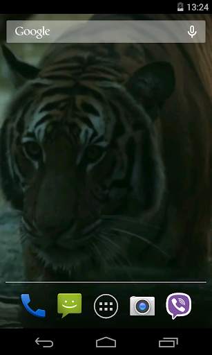Tiger Video Live Wallpaper screenshot 3