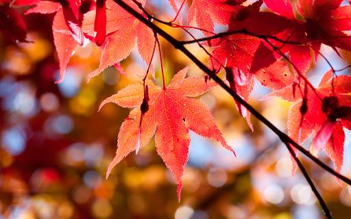 Autumn leaves Wallpapers (backgrounds & themes) screenshot 13