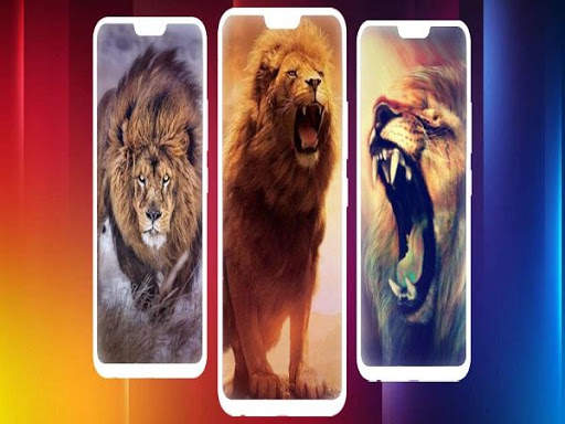 Lion Wallpaper screenshot 2