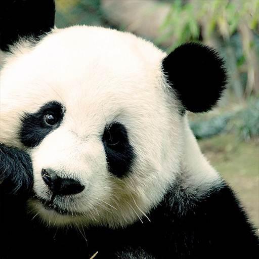 Panda Wallpaper HD icon