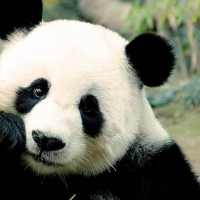 Panda Wallpaper HD on 9Apps