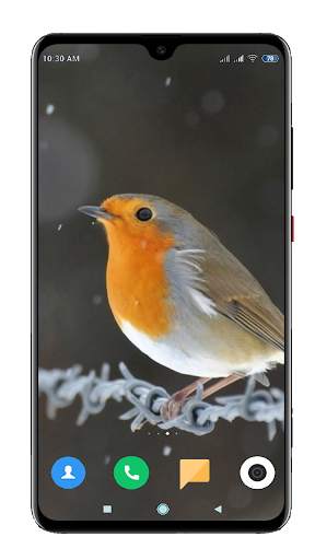Bird Wallpaper 4K स्क्रीनशॉट 1