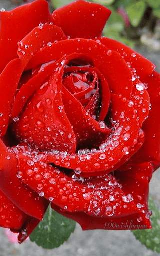 Red Rose Wallpaper screenshot 2
