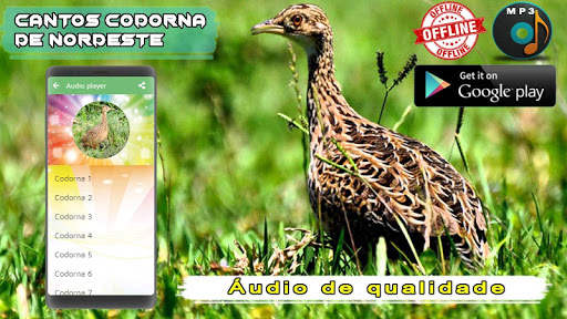 Canto Codorna de Nordeste screenshot 4