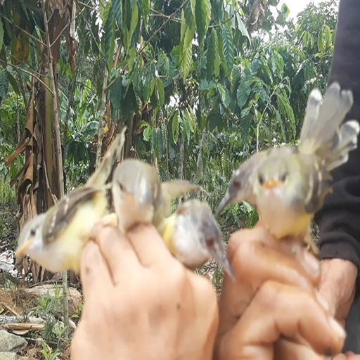 Suara pikat burung ciblek lengkap icon