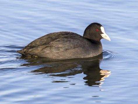 Coot Bird Wallpaper HD screenshot 2