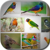 Bird Art Frames icon