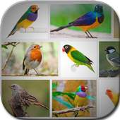 Bird Art Frames 1.1