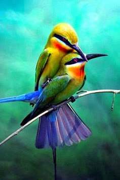 Bird Sounds Ringtone screenshot 4