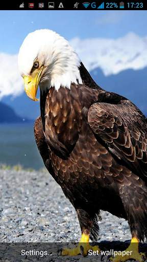 Eagle Live Wallpaper screenshot 5