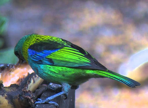Green headed tanager Bird wallpapers hd screenshot 8