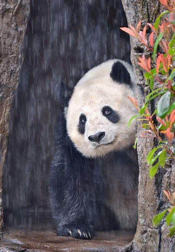 Panda Wallpaper - Cute Panda Wallpapers 🐼 screenshot 18