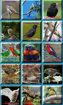 Birds Sound Animal скриншот 3