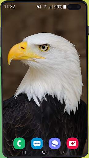 Eagle Wallpaper Best HD screenshot 10