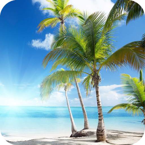 Palm Tree Full HD Wallpaper 1.05