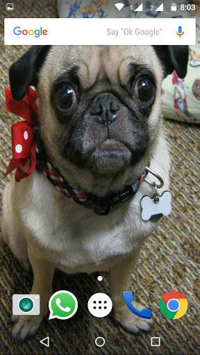 Pug Dog HD Wallpaper screenshot 8